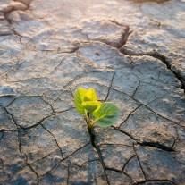 plant growing in desert